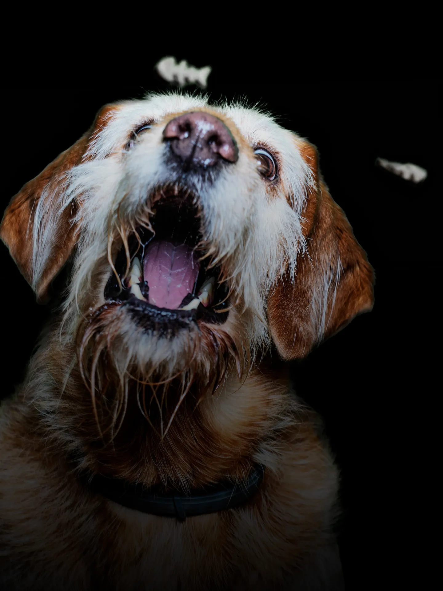 Petr Krauz - obrázek 1