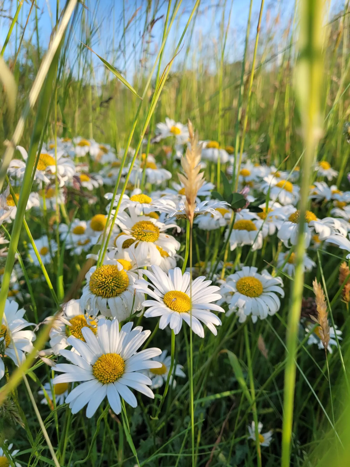 Božské kvítí - obrázek 1