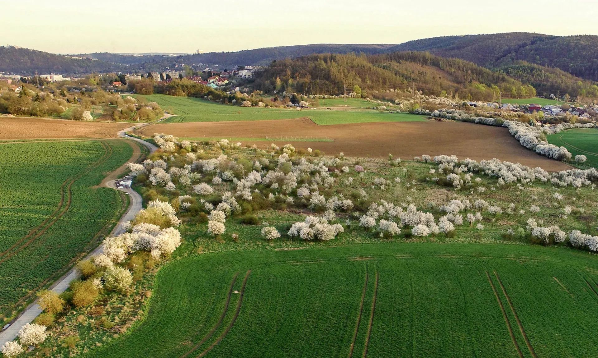 Dronsilla - obrázek 1