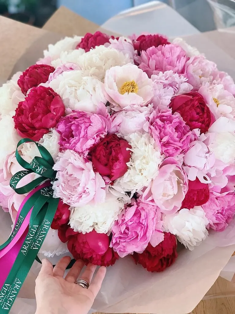 ARANGIA - obrázek 1