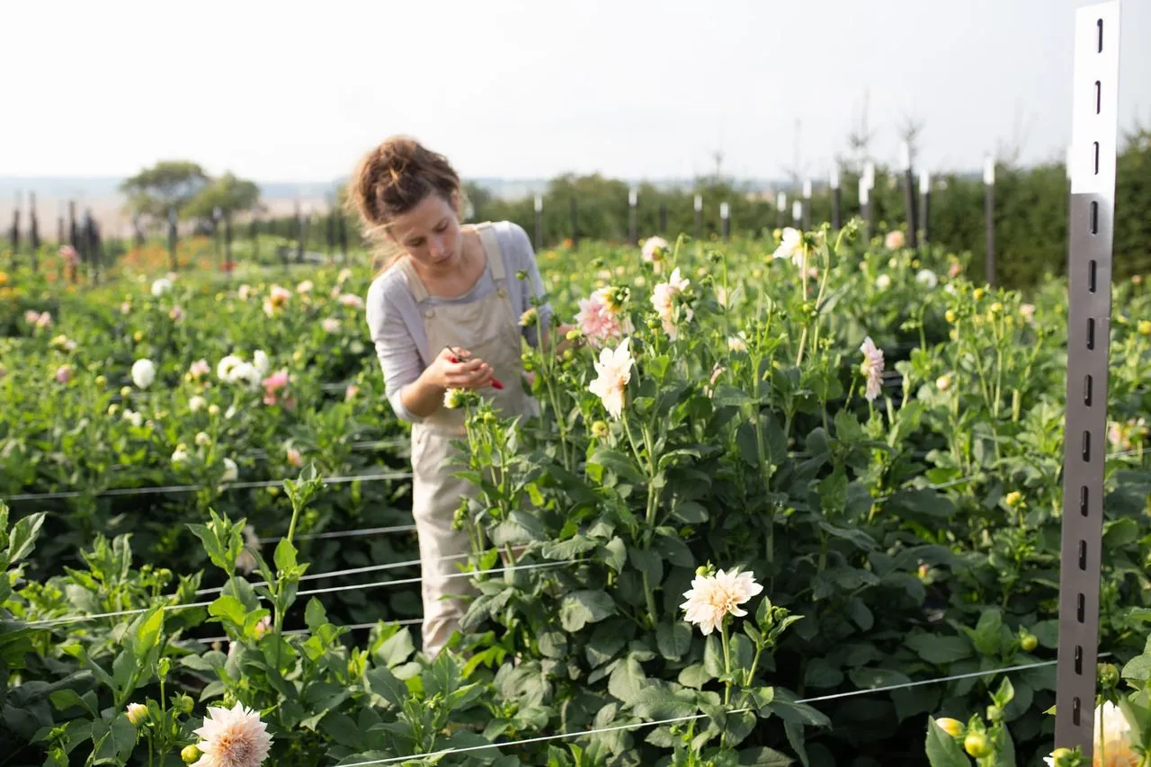 Loukykvět - obrázek 1