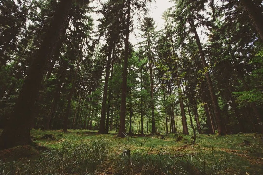 Svatební fotograf Michal Vinc - obrázek 1
